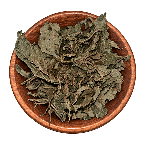 Salvia divinorum Anschauungsmaterial – getrocknete Blätter in einer Holzschale